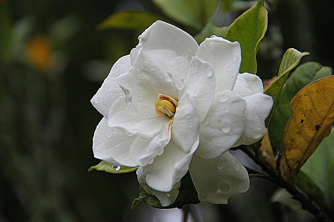 Gardenia cover image